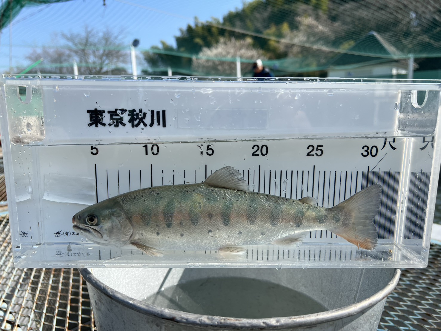 本日正午 中流地区のヤマメ・マスが解禁されました。